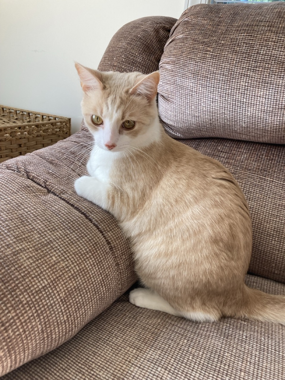 cat